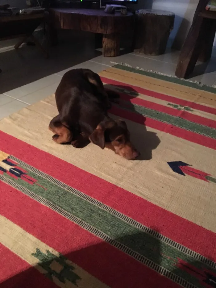 Cachorro ra a Indefinida idade 7 a 11 meses nome Chokito