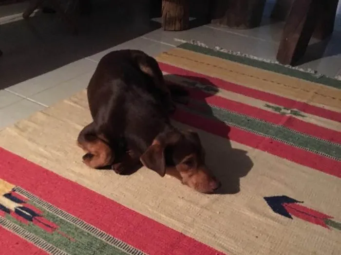 Cachorro ra a Indefinida idade 7 a 11 meses nome Chokito