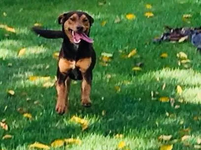 Cachorro ra a Indefinida idade 7 a 11 meses nome Chokito