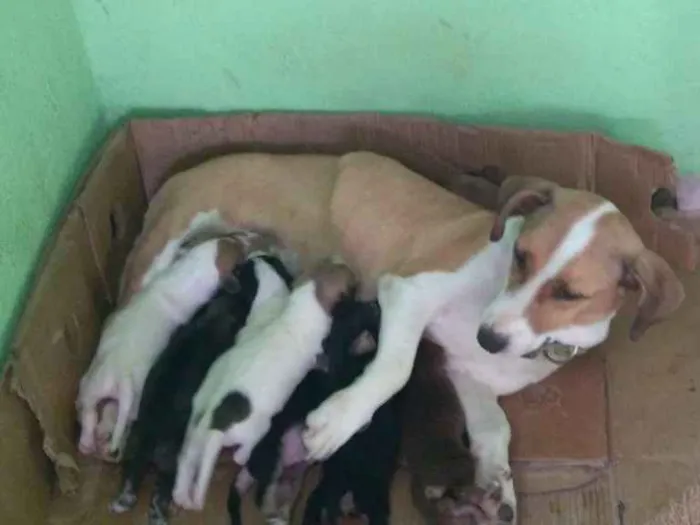 Cachorro ra a  idade Abaixo de 2 meses nome Vários