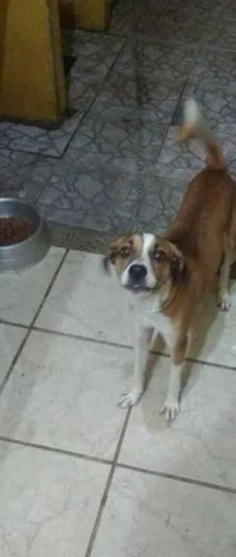 Cachorro ra a Não sei idade 7 a 11 meses nome Noah