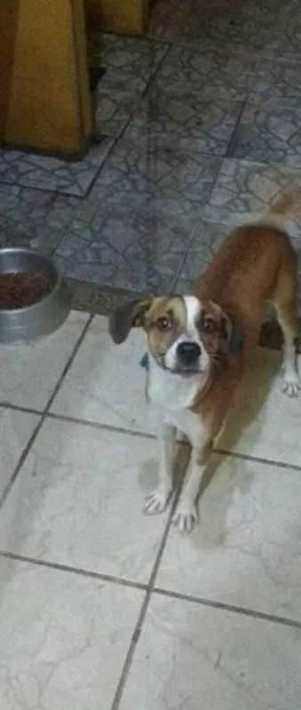 Cachorro ra a Não sei idade 7 a 11 meses nome Noah