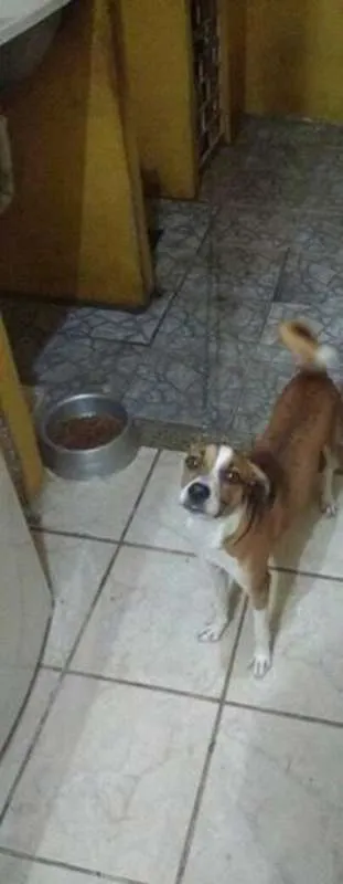Cachorro ra a Não sei idade 7 a 11 meses nome Noah