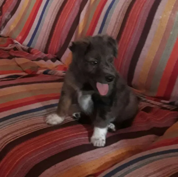 Cachorro ra a SRD idade Abaixo de 2 meses nome Francine