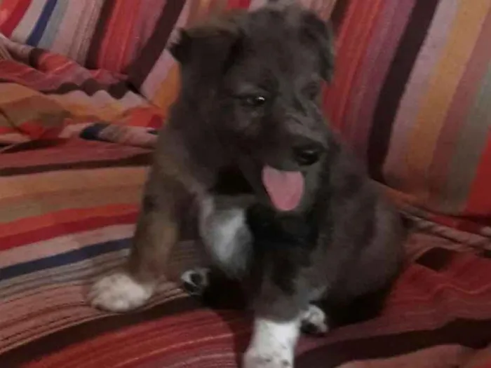 Cachorro ra a SRD idade Abaixo de 2 meses nome Francine