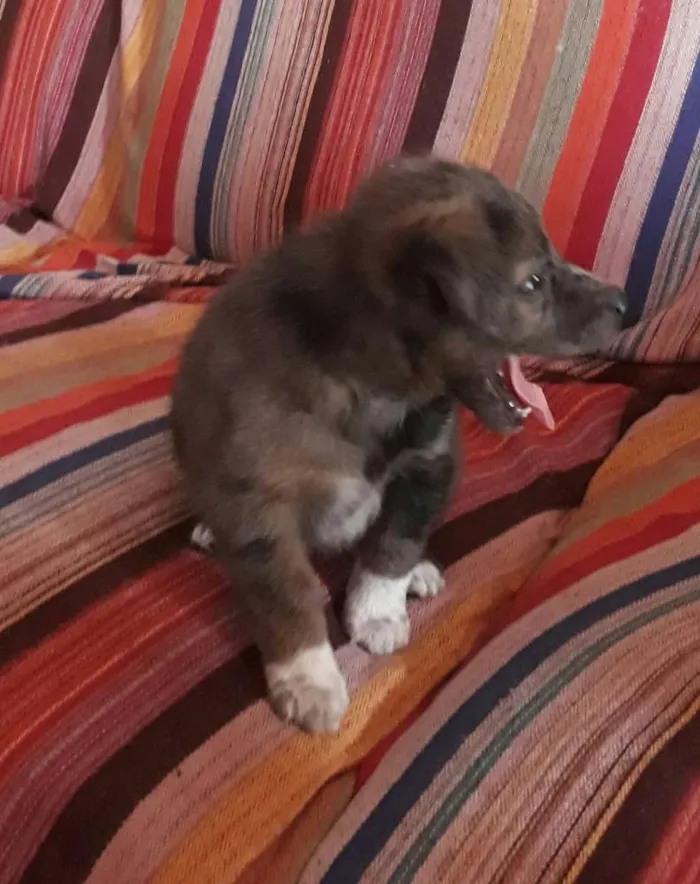 Cachorro ra a SRD idade Abaixo de 2 meses nome Francine