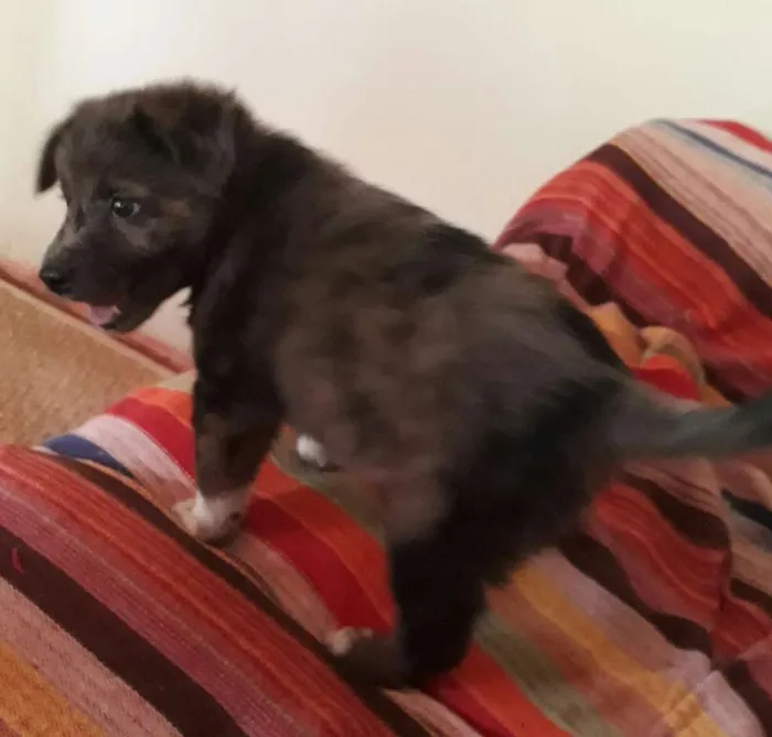 Cachorro ra a SRD idade Abaixo de 2 meses nome Francine