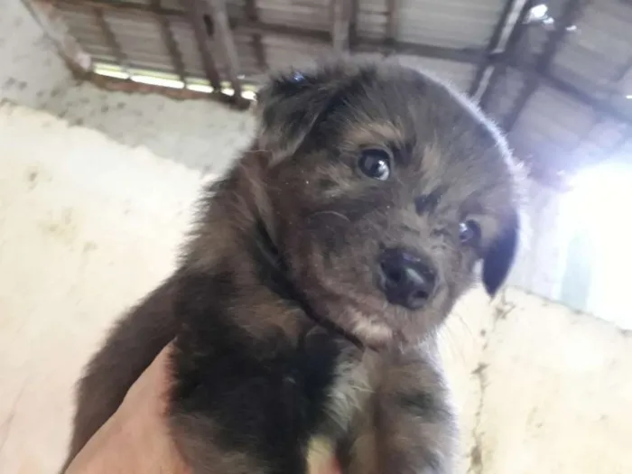 Cachorro ra a SRD idade Abaixo de 2 meses nome Francine