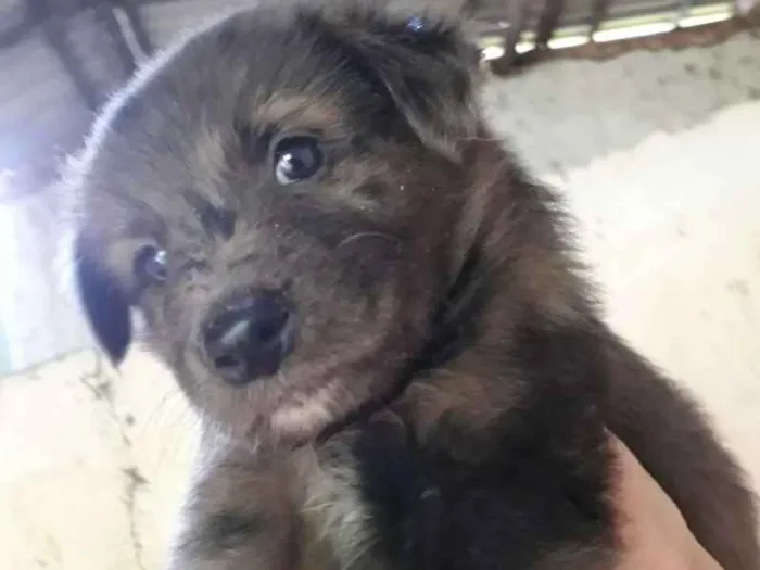 Cachorro ra a SRD idade Abaixo de 2 meses nome Francine