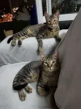 Caco e Max