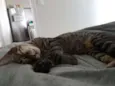 Caco e Max
