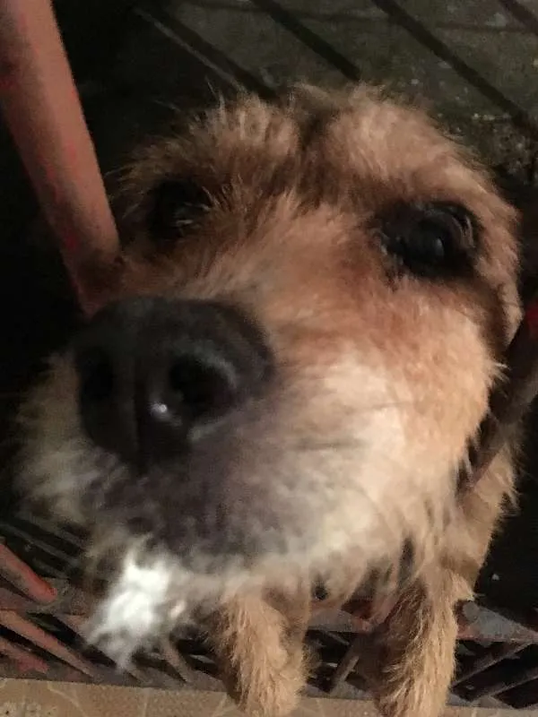 Cachorro ra a SRD idade 5 anos nome Lilica