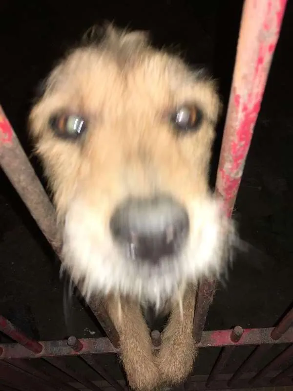 Cachorro ra a SRD idade 5 anos nome Lilica