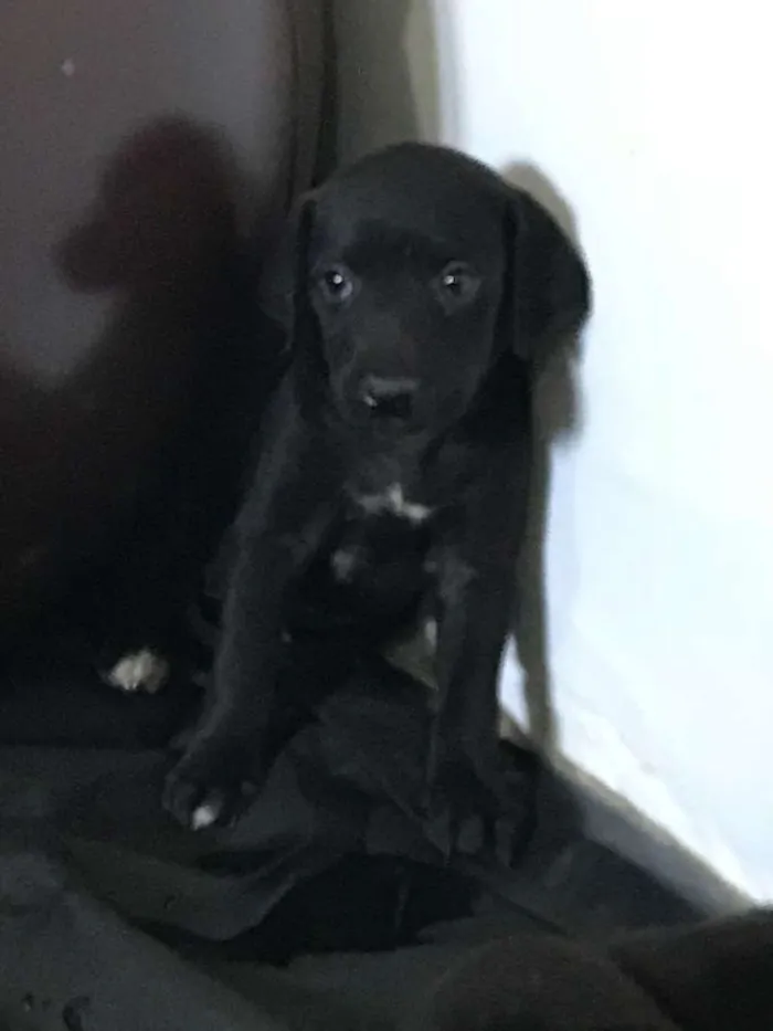 Cachorro ra a SRD idade Abaixo de 2 meses nome Pipa