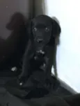 Pipa