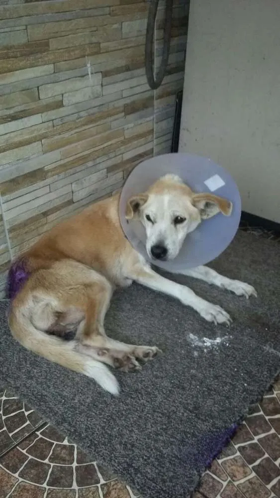 Cachorro ra a Srd idade 1 ano nome Guerreira