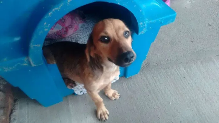 Cachorro ra a SRD idade 2 a 6 meses nome Mimoso