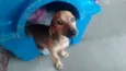 Mimoso