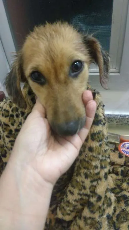 Cachorro ra a SRD idade 2 a 6 meses nome Mimoso