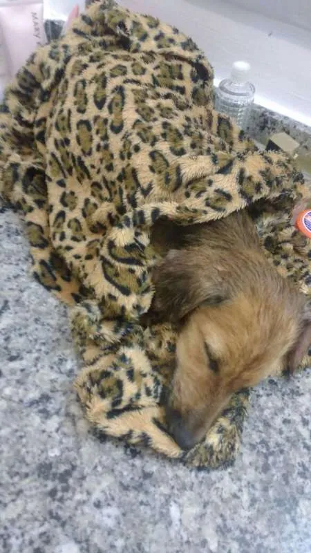 Cachorro ra a SRD idade 2 a 6 meses nome Mimoso