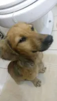Mimoso