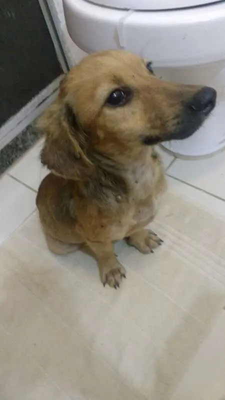 Cachorro ra a SRD idade 2 a 6 meses nome Mimoso