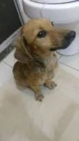Mimoso