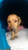 Mimoso