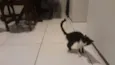 Gata