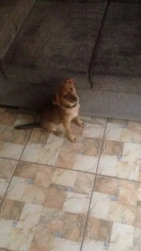 Cachorro raça SRD idade 2 a 6 meses nome Lili