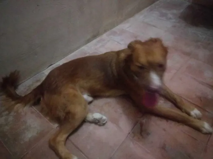 Cachorro raça Golden com Labrador idade 1 ano nome Beethoven