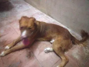 Cachorro raça Golden com Labrador idade 1 ano nome Beethoven