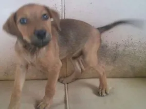 Cachorro raça vira lata idade 2 a 6 meses nome ainda sem nome