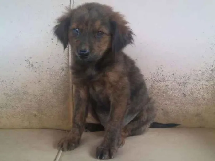 Cachorro ra a vira lata idade 2 a 6 meses nome ainda sem nome