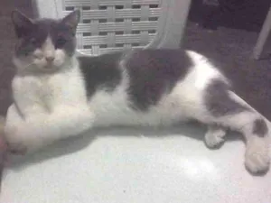 Gato raça  idade 2 anos nome Chimbica