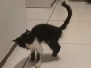 Gato raça  idade Abaixo de 2 meses nome Gata