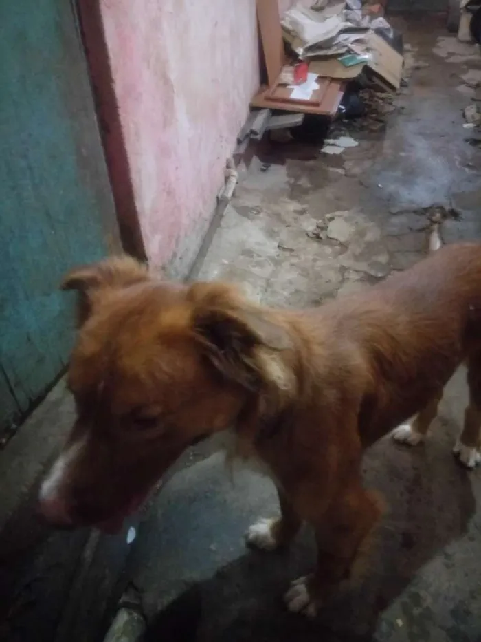 Cachorro raça Golden com Labrador idade 1 ano nome Beethoven