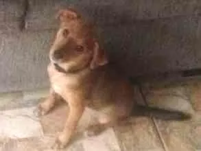 Cachorro raça SRD idade 2 a 6 meses nome Lili
