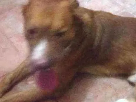 Cachorro raça Golden com Labrador idade 1 ano nome Beethoven