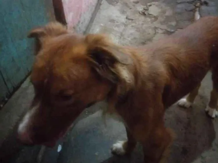 Cachorro raça Golden com Labrador idade 1 ano nome Beethoven