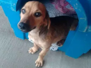 Cachorro raça SRD idade 2 a 6 meses nome Mimoso