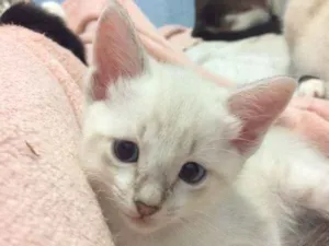 Gato raça Sem raça definida  idade 2 a 6 meses nome Anjinhos 