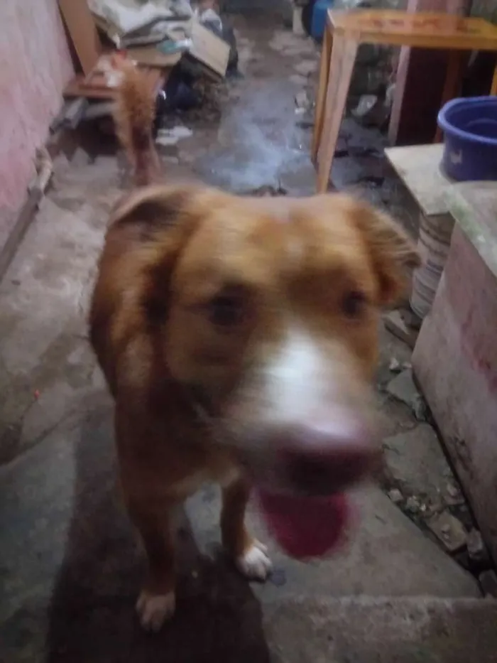 Cachorro raça Golden com Labrador idade 1 ano nome Beethoven