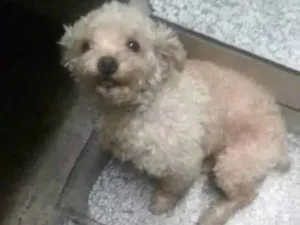 Cachorro raça Poodle  idade 4 anos nome Nick