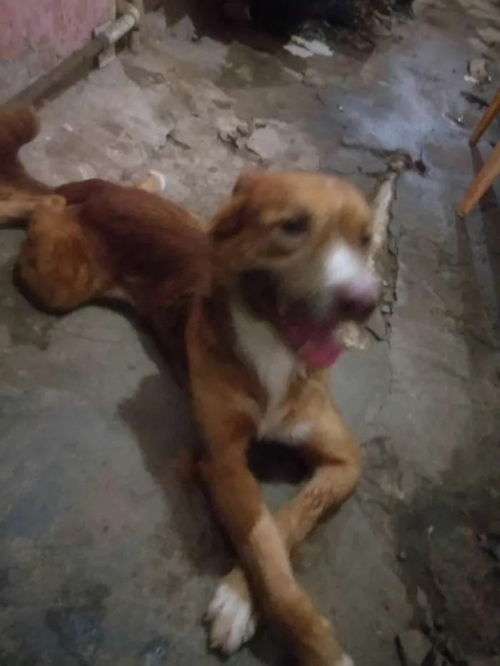 Cachorro raça Golden com Labrador idade 1 ano nome Beethoven