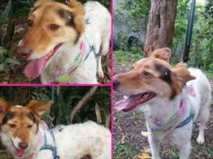 Cachorro raça SRD idade 4 anos nome Sandy