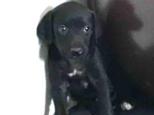 Cachorro raça SRD idade Abaixo de 2 meses nome Pipa