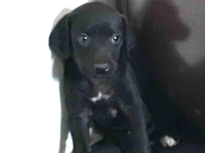 Cachorro ra a SRD idade Abaixo de 2 meses nome Pipa