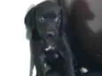 Pipa