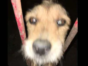 Cachorro raça SRD idade 5 anos nome Lilica